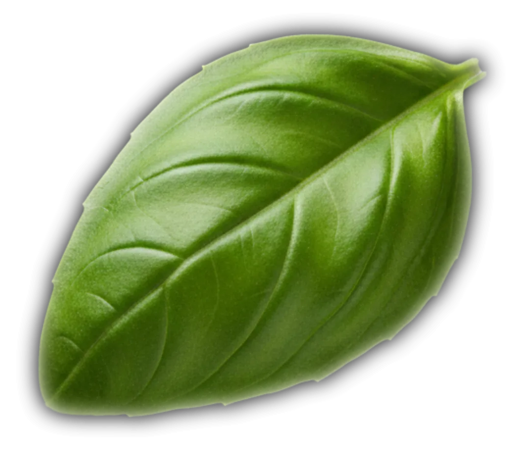 Basilico